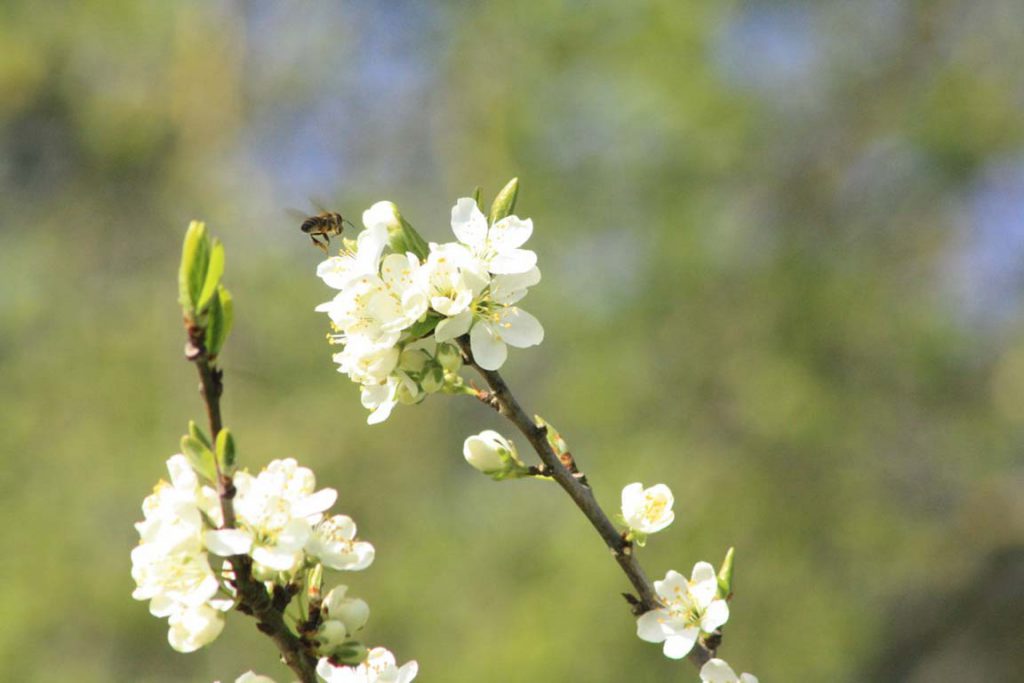 Biene mit Blume | Seminare Naturcoaching